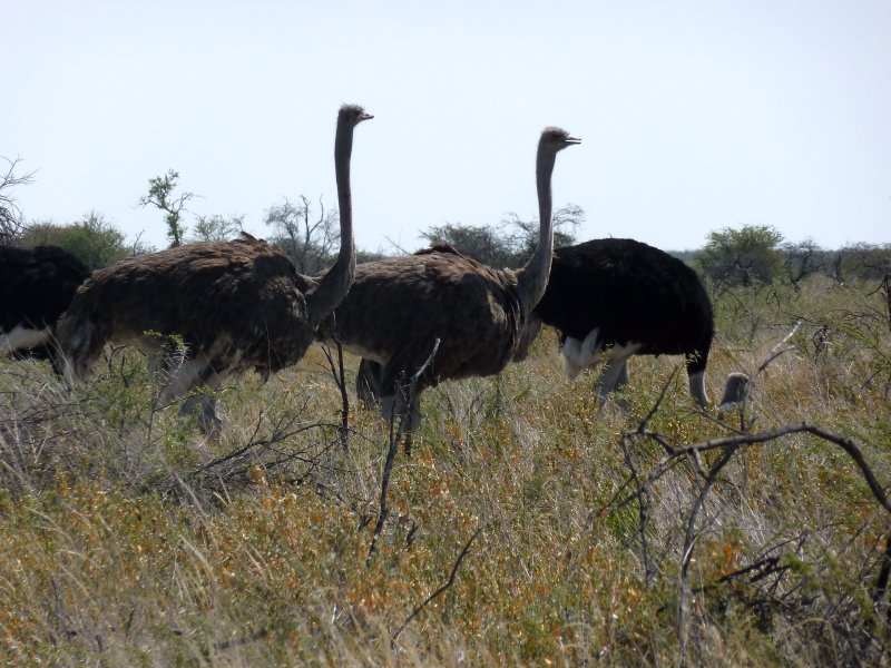 autruches Etosha FP.jpg - Autruches à Etosha